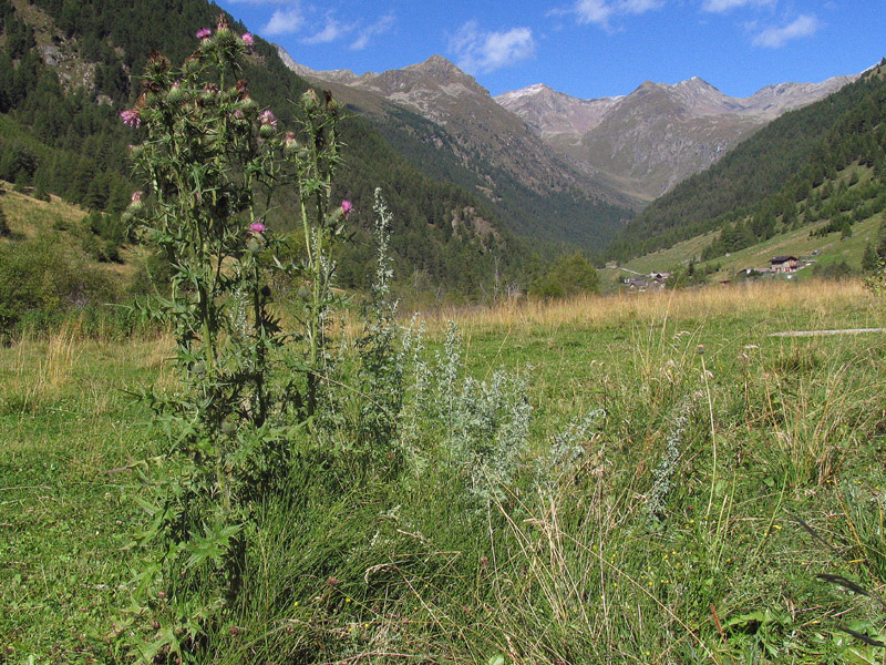 Artemisia absinthium L. / Assenzio vero